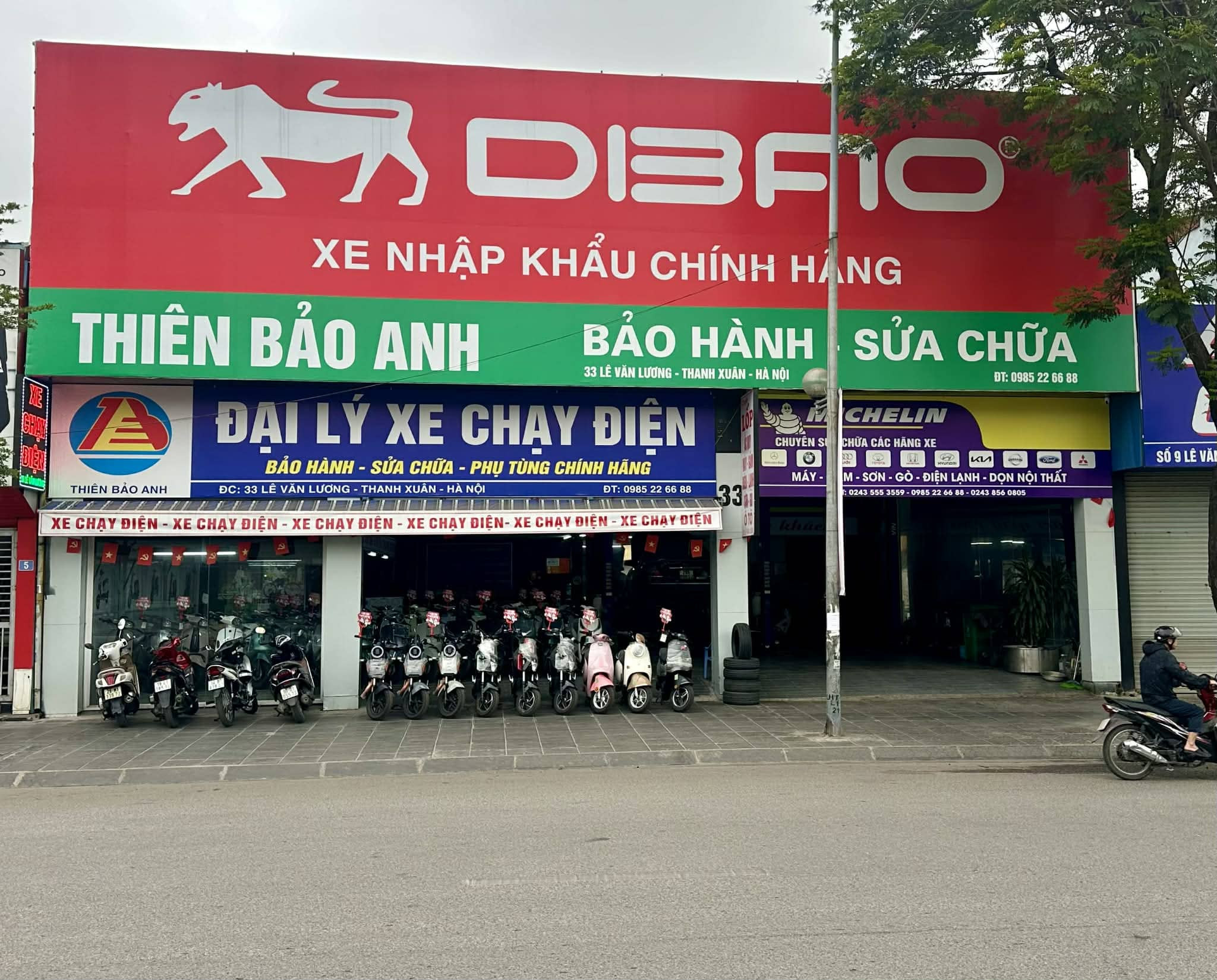 Dibao Thiên Bảo Anh - Thanh Xuân